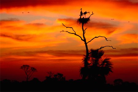 Jabiru Stork in Tree, Pantanal, Brazil Stock Photo - Rights-Managed, Code: 700-00424404