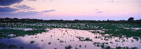 Rivière au crépuscule, Transpantaneira, Pantanal, Mato Grosso, Brésil Photographie de stock - Rights-Managed, Code: 700-00424415