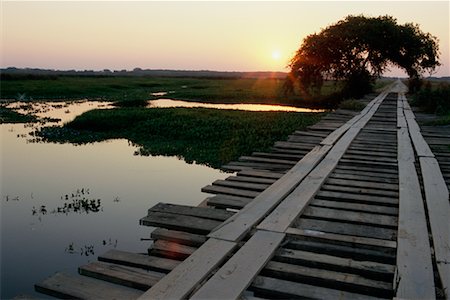 Wooden Bridge, Pantanal, Brazil Foto de stock - Con derechos protegidos, Código: 700-00424410