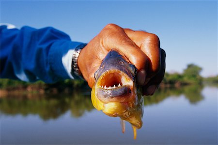 Guide de voyage montrant un Piranah, Pantanal, Brésil Photographie de stock - Rights-Managed, Code: 700-00424411