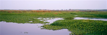 porto jofre - Jofre, Mato Grosso, Pantanal, Brazil Stock Photo - Rights-Managed, Code: 700-00424412