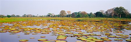 porto jofre - Victoria Lilies, Porto Jofre, Pantanal, Mato Grosso, Brazil Stock Photo - Rights-Managed, Code: 700-00424413