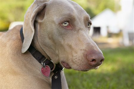 simsearch:700-00195387,k - Portrait of Weimaraner Stock Photo - Rights-Managed, Code: 700-00424521