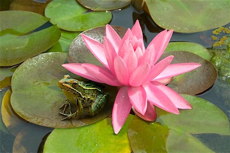 Frog on Lily Pad Stock Photo - Rights-Managed, Code: 700-00424640