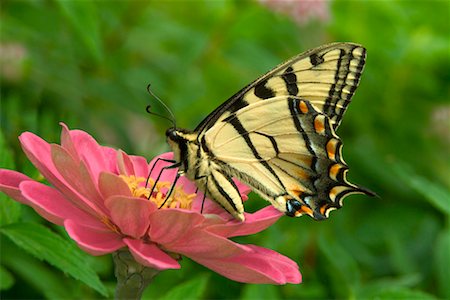 Tiger Swallowtail Butterfly On Zinnia Stock Photo - Rights-Managed, Code: 700-00424642