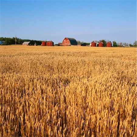 saskatchewan grain farm photos - Farm Stock Photo - Rights-Managed, Code: 700-00424675