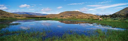 simsearch:700-00281840,k - Abreuvoir, Parc National de Torres del Paine, Chili Photographie de stock - Rights-Managed, Code: 700-00424701