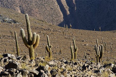 simsearch:700-01110503,k - Cacti, Argentina Foto de stock - Con derechos protegidos, Código: 700-00424892