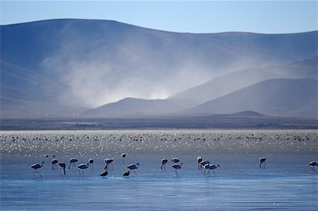 flock of birds in a clear sky - Flamingos, Laguna de Pozuelos, Jujuy Province, Northern Argentina Stock Photo - Rights-Managed, Code: 700-00424908