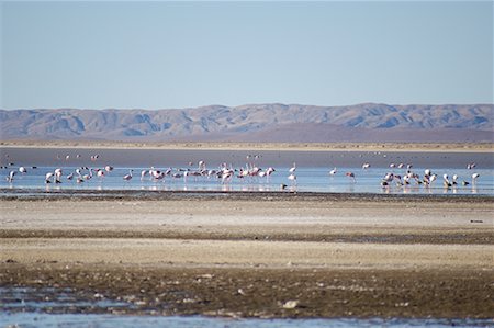 flamenco rosa - Flamingos Laguna de Pozuelos, Jujuy Province, Argentina Foto de stock - Con derechos protegidos, Código: 700-00424958