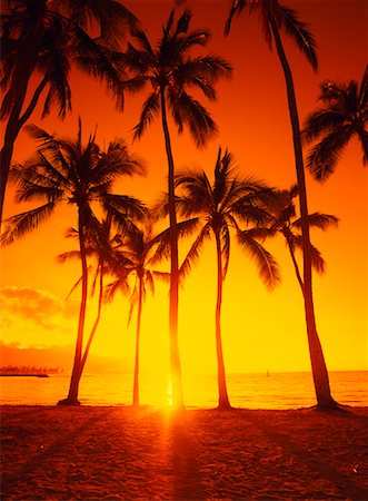 simsearch:700-00605199,k - Palmiers au coucher du soleil, rive-nord, Oahu, Hawaii, USA Photographie de stock - Rights-Managed, Code: 700-00425103