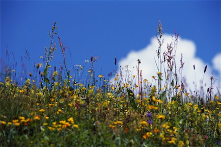 simsearch:700-00425302,k - Alpine Flowers, Jungfrau Region, Bernese Alps, Switzerland Foto de stock - Con derechos protegidos, Código: 700-00425300