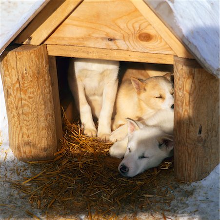 doghouse - Sled Dogs Stock Photo - Rights-Managed, Code: 700-00425384