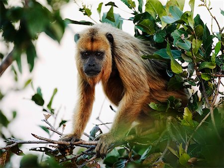 simsearch:700-00426031,k - Howler Monkey, Mato Grosso, Pantanal, Brazil Foto de stock - Con derechos protegidos, Código: 700-00426017