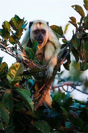 pantanal animals - Howler Monkey, Mato Grosso, Pantanal, Brazil Stock Photo - Rights-Managed, Code: 700-00426018