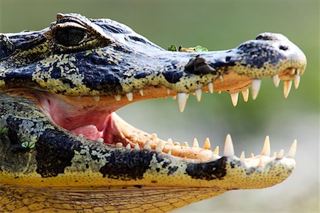 pantanal - Cayman, Mato Grosso, Pantanal, Brazil Stock Photo - Rights-Managed, Code: 700-00426027