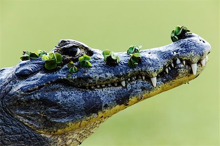 Caïmans, Mato Grosso, Pantanal, Brésil Photographie de stock - Rights-Managed, Code: 700-00426029