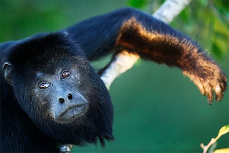 Howler Monkey, Mato Grosso, Pantanal, Brazil Foto de stock - Con derechos protegidos, Código: 700-00426022