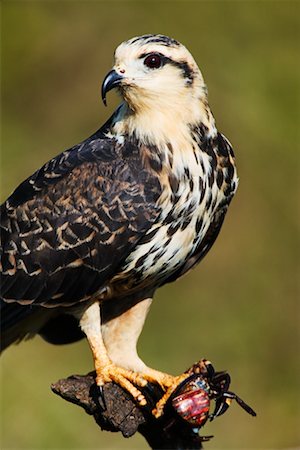 simsearch:700-00424347,k - Juvénile Snail Kite au crabe Photographie de stock - Rights-Managed, Code: 700-00426037