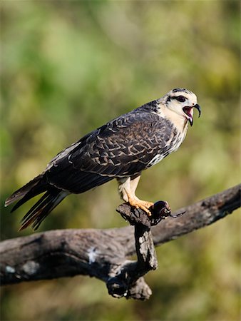 simsearch:700-00424389,k - Juvenile Snail Kite with Crab Foto de stock - Con derechos protegidos, Código: 700-00426038