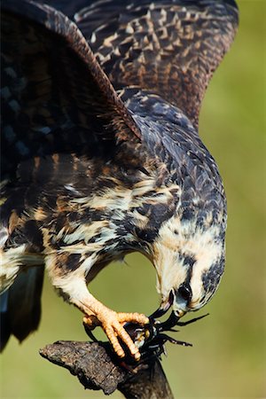 Juvénile Snail Kite au crabe Photographie de stock - Rights-Managed, Code: 700-00426039