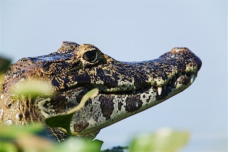 Caïmans, Mato Grosso, Pantanal, Brésil Photographie de stock - Rights-Managed, Code: 700-00426030