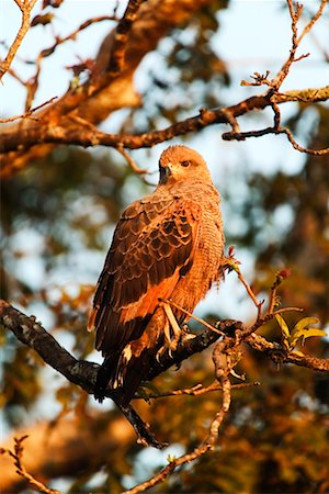 simsearch:700-00424338,k - Savanna Hawk Foto de stock - Con derechos protegidos, Código: 700-00426032