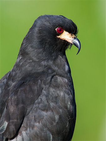 pantanal animals - Snail Kite Stock Photo - Rights-Managed, Code: 700-00426044