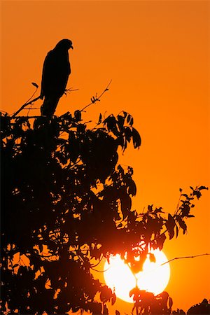 pantanal - Snail Kite at Sunset Stock Photo - Rights-Managed, Code: 700-00426045