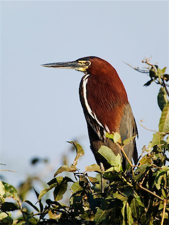 simsearch:700-00424360,k - Rufescent Tiger-Heron Fotografie stock - Rights-Managed, Codice: 700-00426047