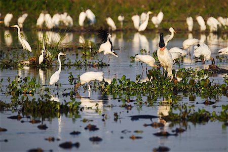 Oiseaux et Caïmans Photographie de stock - Rights-Managed, Code: 700-00426049