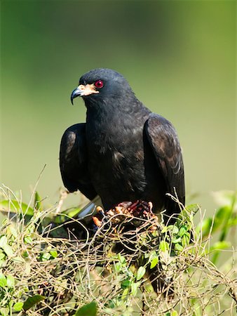 simsearch:700-00426031,k - Snail Kite Foto de stock - Con derechos protegidos, Código: 700-00426040