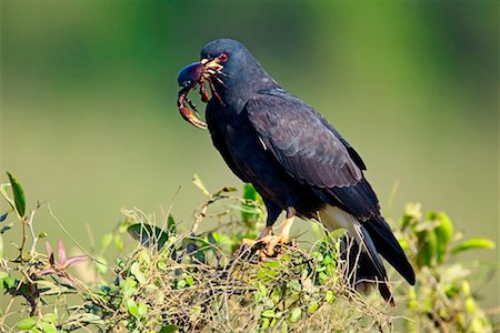 simsearch:700-00424360,k - Snail Kite with Crab Fotografie stock - Rights-Managed, Codice: 700-00426042