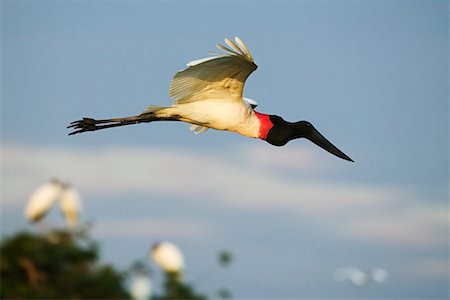 simsearch:700-00098864,k - Jabiru d'Amérique en vol Photographie de stock - Rights-Managed, Code: 700-00426055