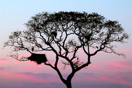 Silhouette of Jabiru Stork Nest in Tree Stock Photo - Rights-Managed, Code: 700-00426057