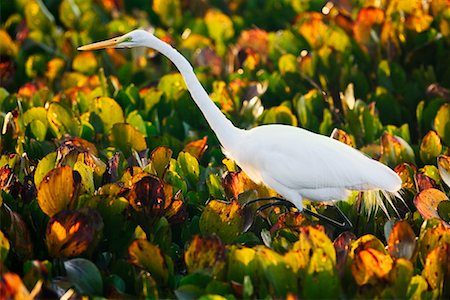 simsearch:700-00424368,k - Great Egret in Water Hyacinth Stock Photo - Rights-Managed, Code: 700-00426058