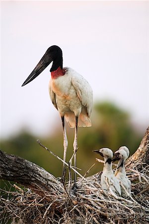 Jabiru d'Amérique au nid avec Young Photographie de stock - Rights-Managed, Code: 700-00426050