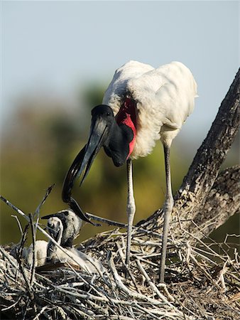 Jabiru d'Amérique au nid avec Young Photographie de stock - Rights-Managed, Code: 700-00426051