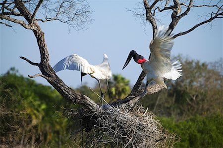 simsearch:700-00424360,k - Jabiru Storks at Nest Fotografie stock - Rights-Managed, Codice: 700-00426052