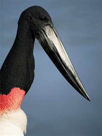 south american animal - Portrait of Jabiru Stork Stock Photo - Rights-Managed, Code: 700-00426053