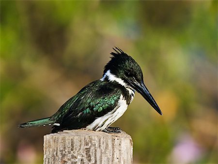 Martin-pêcheur d'Amazonie Photographie de stock - Rights-Managed, Code: 700-00426067