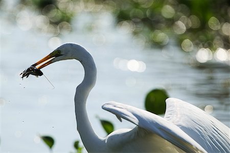 simsearch:841-03675308,k - Great Egret with Fish in Beak Stock Photo - Rights-Managed, Code: 700-00426060