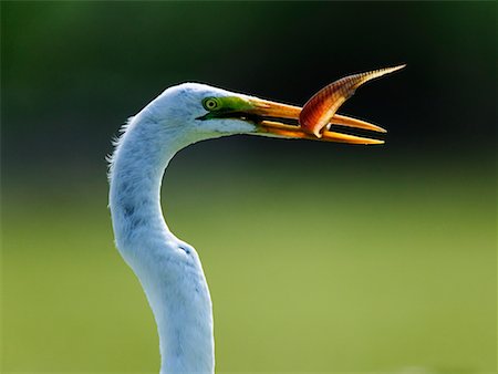 simsearch:700-00424360,k - Great Egret with Fish in Beak Fotografie stock - Rights-Managed, Codice: 700-00426061