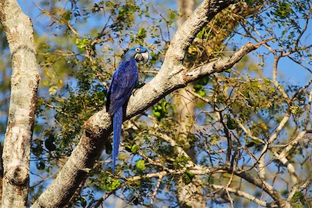 simsearch:700-00424360,k - Hyacinth Macaw Fotografie stock - Rights-Managed, Codice: 700-00426070