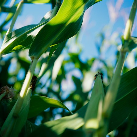 simsearch:700-03084030,k - Close Up of Corn Stalks Stock Photo - Rights-Managed, Code: 700-00429617
