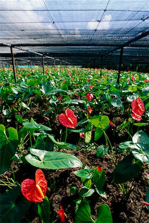 Anthurium Flowers in Greenhouse Stock Photo - Rights-Managed, Code: 700-00438990