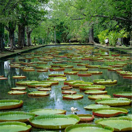 Water Lilies in Pamplemousses Botanical Gardens, Mauritius Stock Photo - Rights-Managed, Code: 700-00439024
