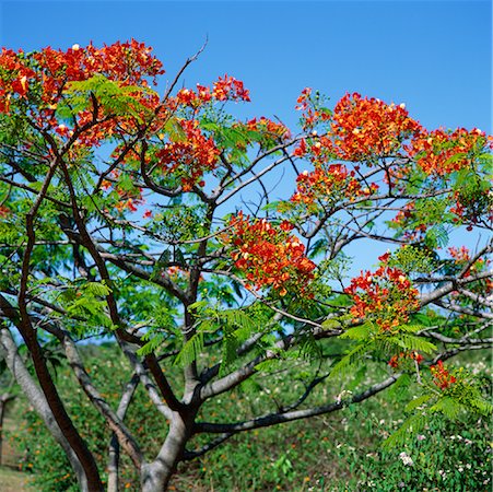 poinciana tree - Flamboyant Tree, Mauritius Stock Photo - Rights-Managed, Code: 700-00439025