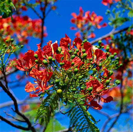 poinciana tree - Flamboyant Tree, Mauritius Stock Photo - Rights-Managed, Code: 700-00439026