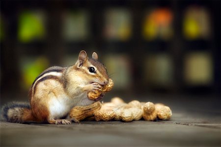 Chipmunk Collecting Peanuts Stock Photo - Rights-Managed, Code: 700-00439194